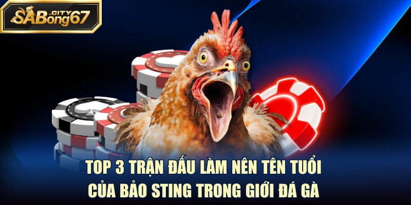 Top 3 trận đấu làm nên tên tuổi của Bảo Sting trong giới đá gà